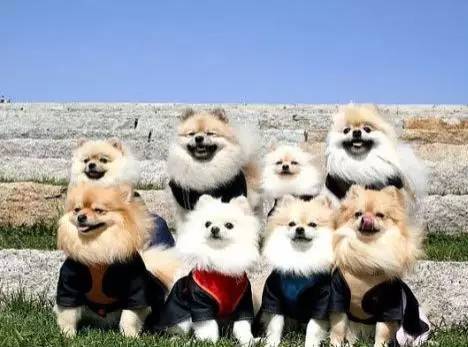 最幽默的大合照,拍摄者太牛了!