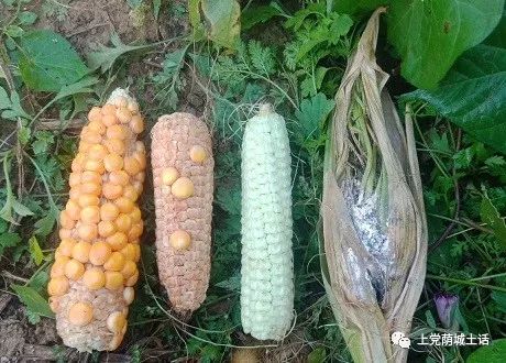 今年这秋收的 61 真是火大_玉茭