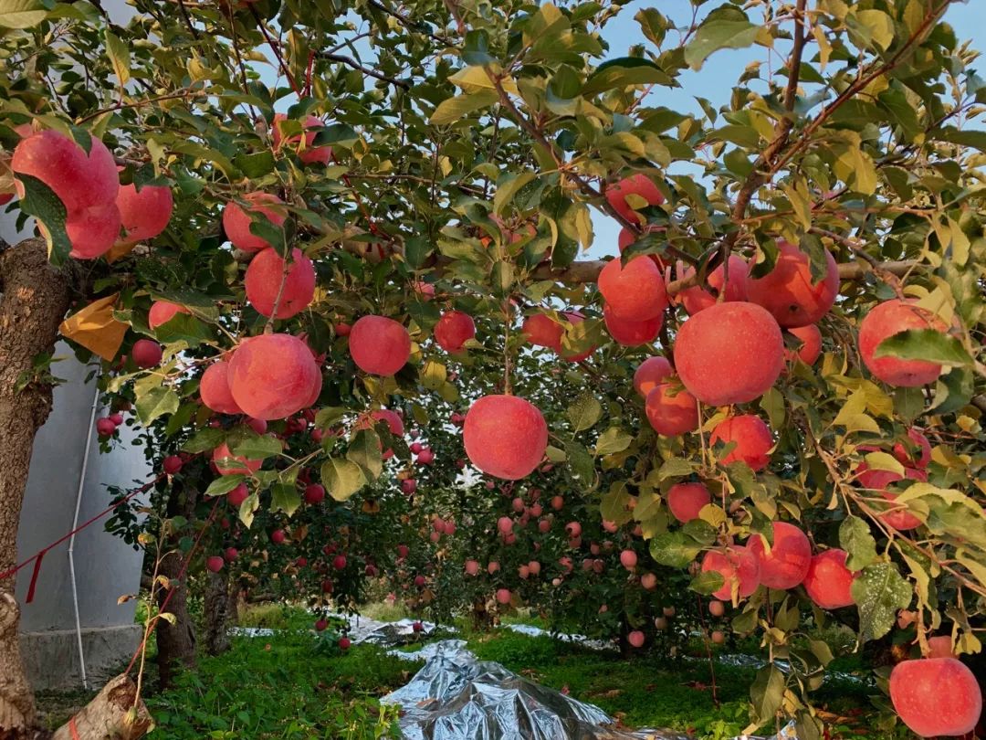 产地食材▎烟台大汉种植出来的纯正烟台苹果