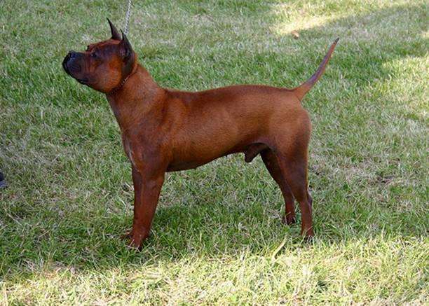 原创被埋没的猎犬之王箭毛犬