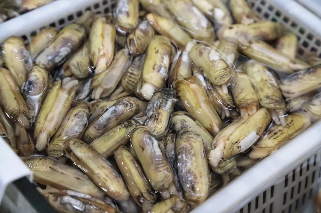 天津这家藏在居民区里的海鲜馆太鲜了清江鱼生蚝花蛤马蛤人均20元吃到