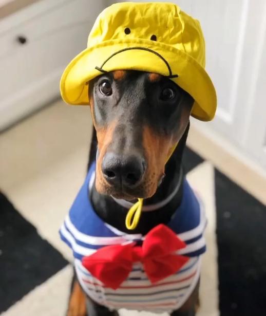 当狗子们穿上衣服后,立马变了个样,太有范了_狗狗