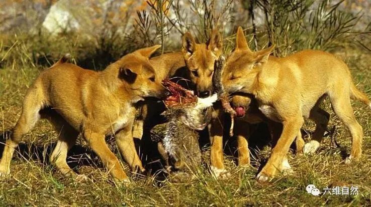 看似是普通家犬,实际已进化为顶级猎食者,澳洲野狗已不输野狼群