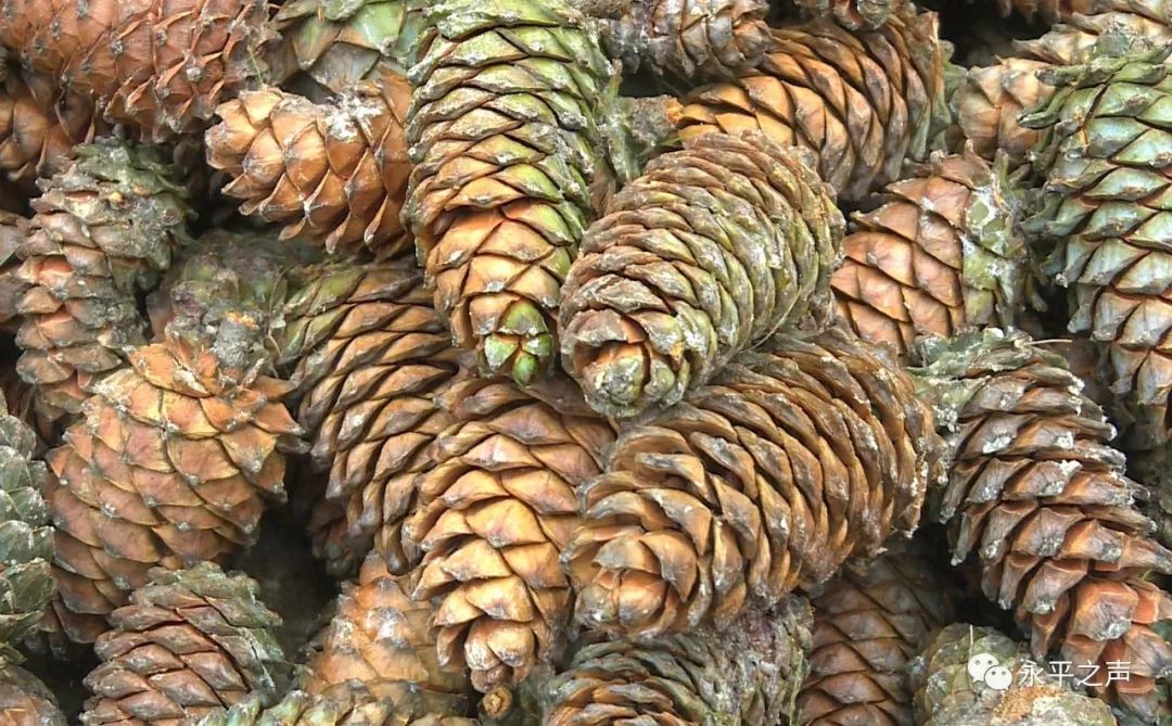 三村村松包满枝林农笑一年净赚三四万