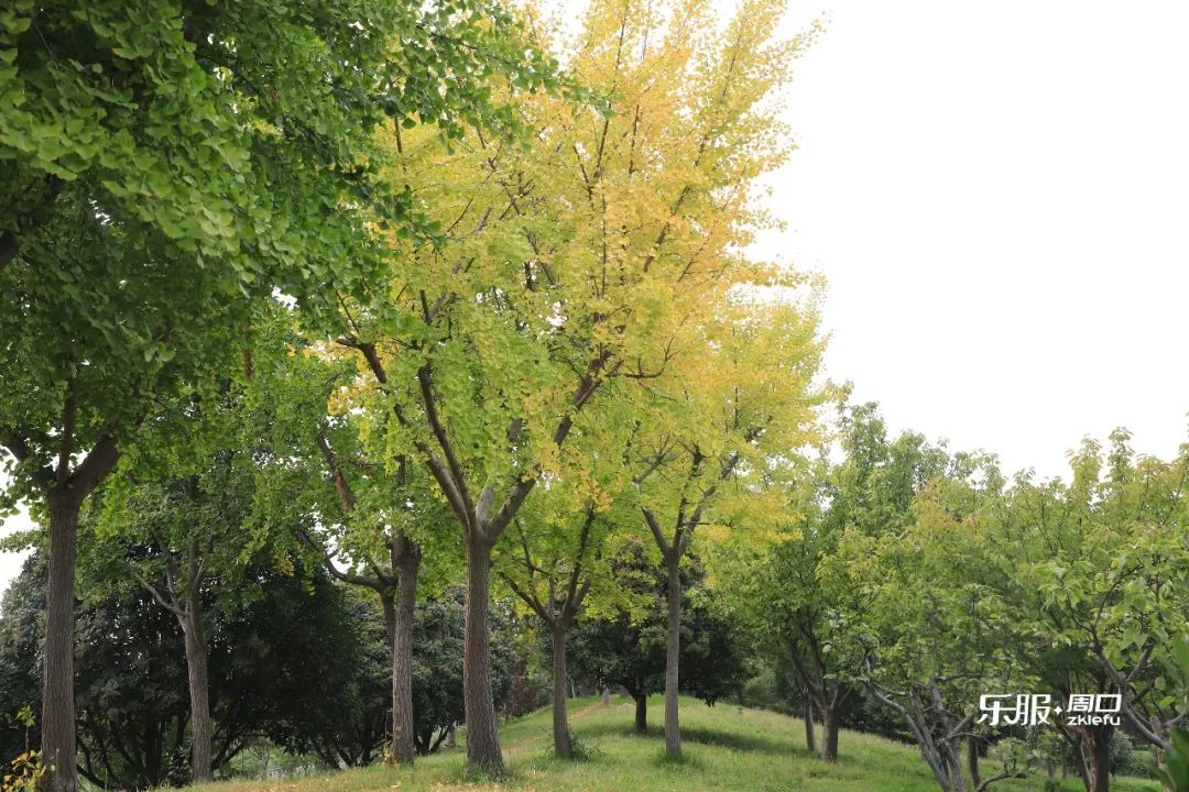 新晋国家园林城市周口东区三大公园银杏季不得不看的美