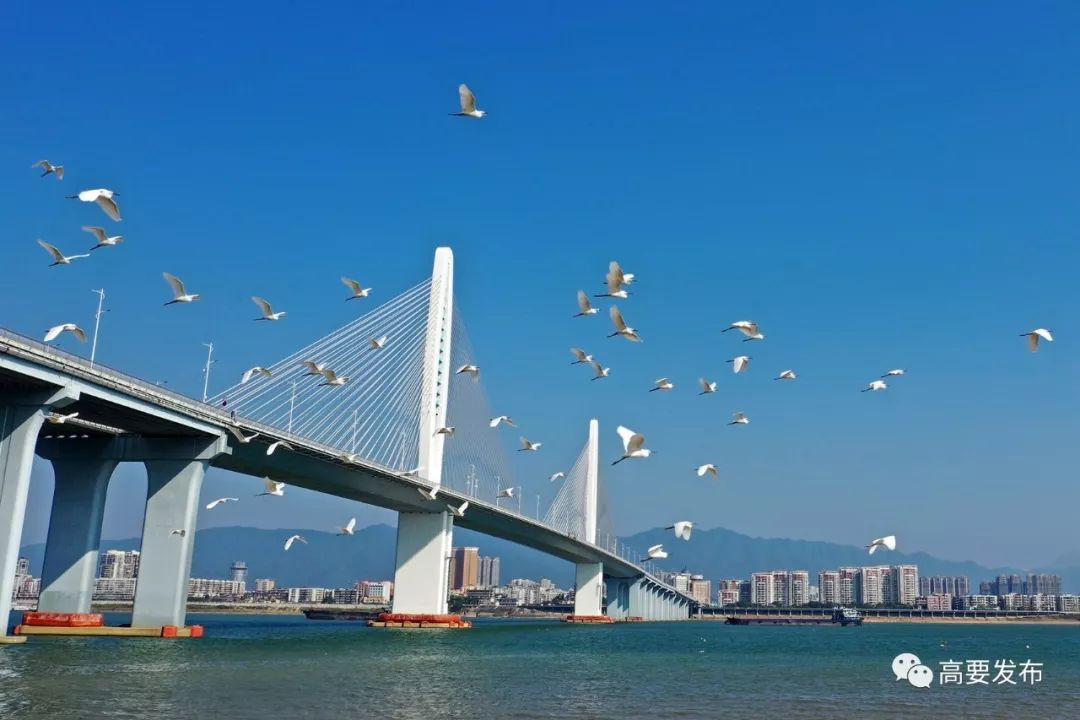 视频惊艳阅江大桥上空翱翔着一群白衣小天使