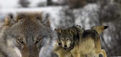 标配9头的狼群,能否猎杀一只成年东北虎或者非洲雄狮?