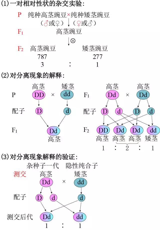 孟德尔第一定律图片