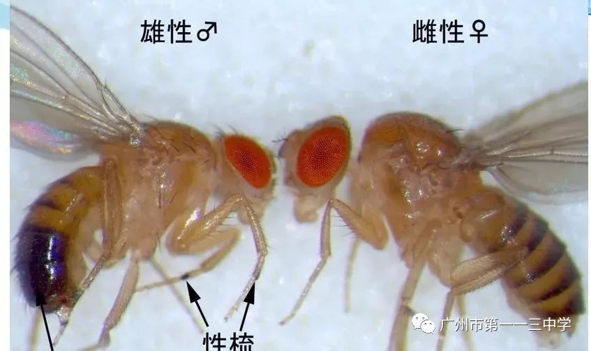研学| 113中学与广州大学环境与生态文明科普基地开展研学活动_果蝇