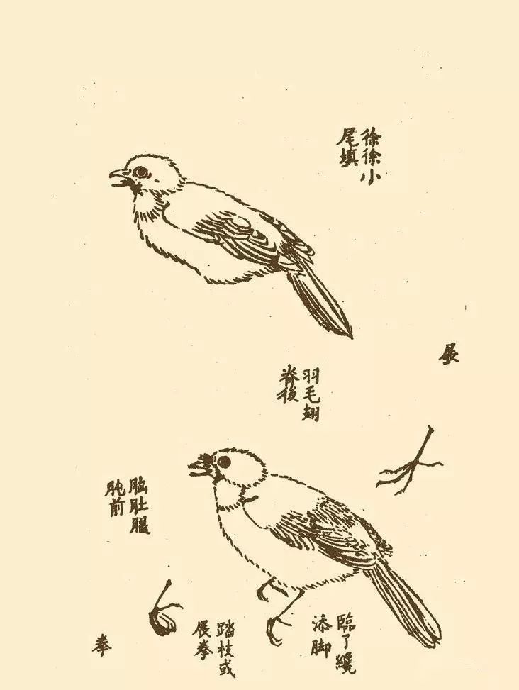 《芥子园画谱》中的这50幅千姿百态的小鸟, 非常经典,也非常难得,希望