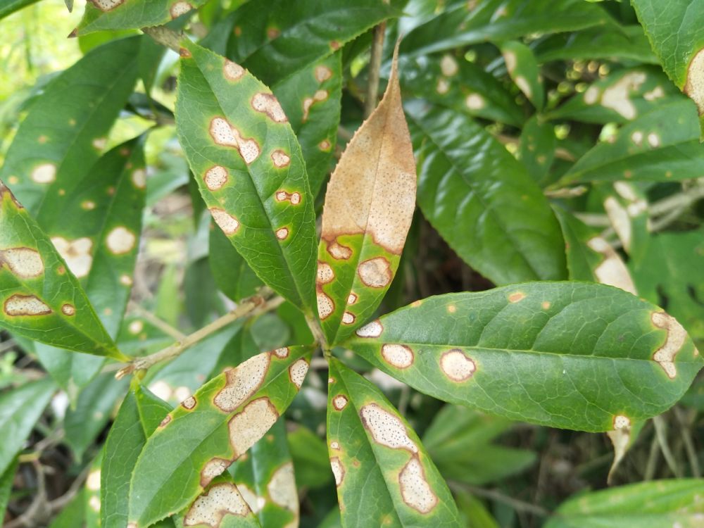 新技术新材料桂花常见病虫害的危害特点及防治策略