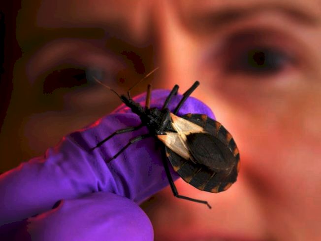 美国查加斯病源接吻虫德州最多,对婴儿伤害最大