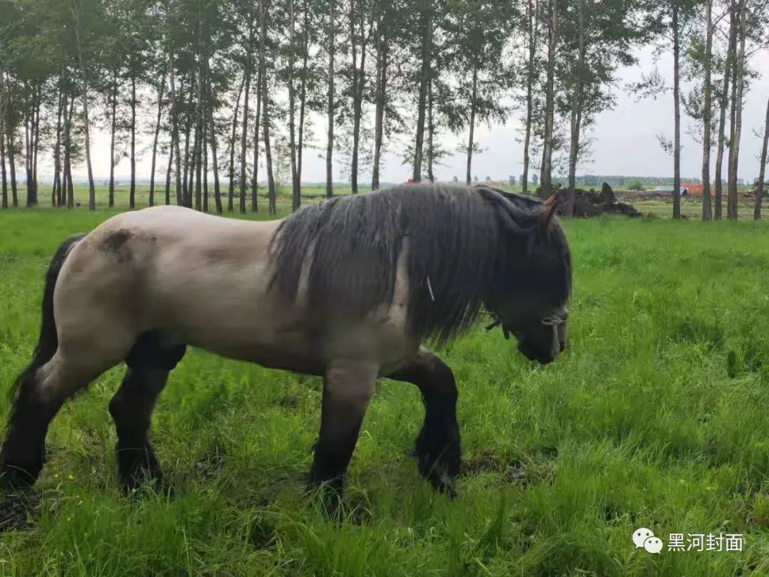 视频75骑马射箭自驾游黑河这个小部落竟藏着黑河马