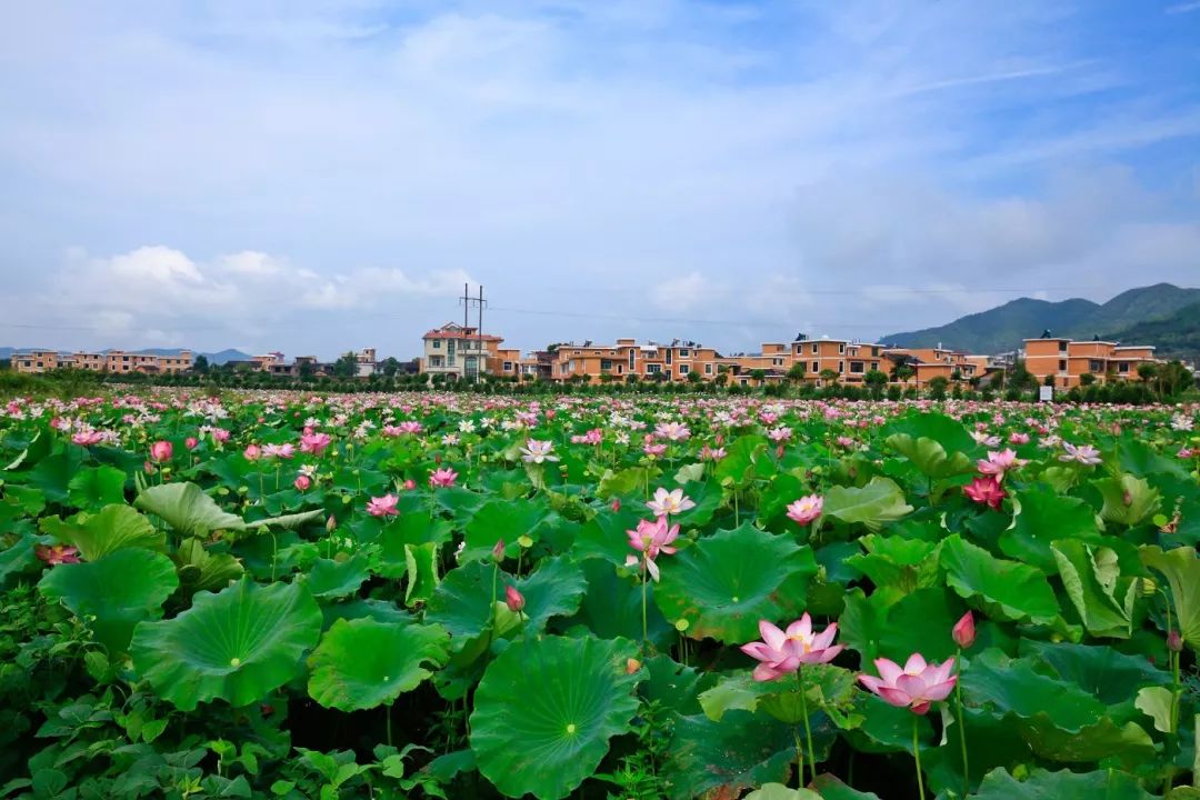 郴州汝城 金山蓮池邵陽綏寧 大園秋景長沙尖山湖公園 秋意濃南嶽西嶺