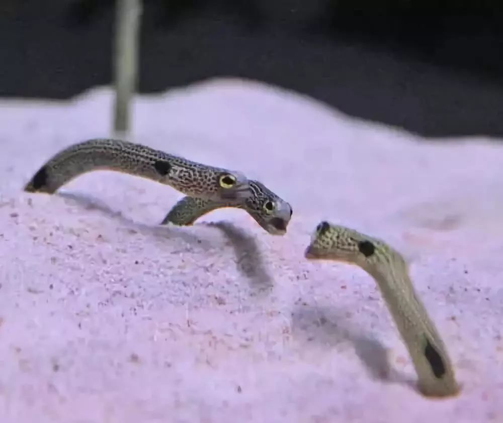 呆萌花园鳗:"你瞅啥,瞅你咋地!