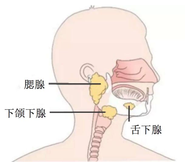 大唾液腺有腮腺,舌下腺和下颌下腺,唾液通过导管流入口腔,成人每日能