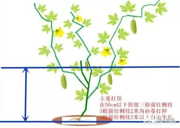 苦瓜整枝打杈注意这3点开花结瓜多又长又直的苦瓜挂满藤