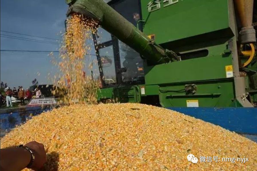 打通玉米籽粒机收最后一公里