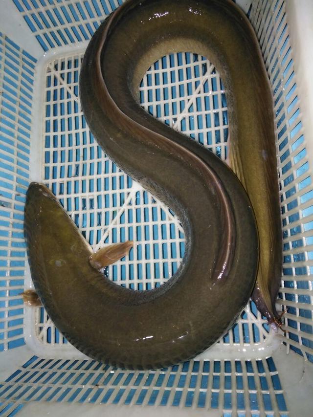 大尾鲈鳗百科图片