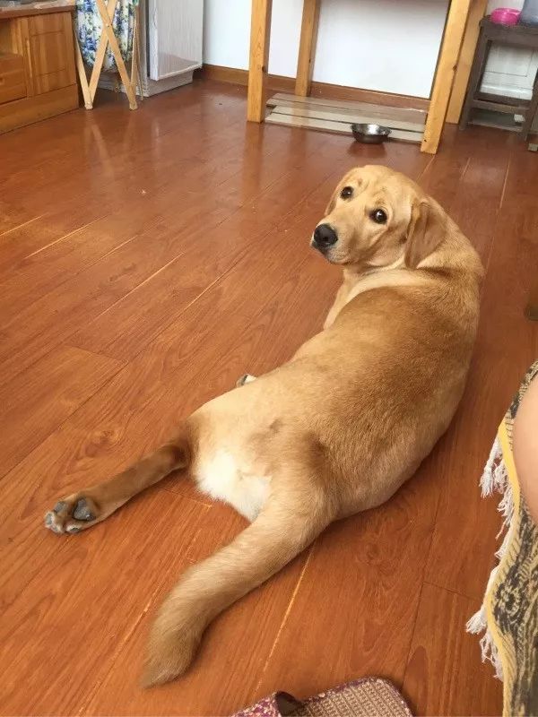 该减肥了86公斤胖狗爬山累趴救援队用担架4小时抬下山