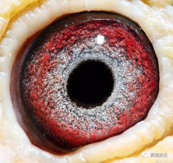 但是现实中,我们确实在配对上,在鸽子的比赛前对鸽子的筛选中,以及