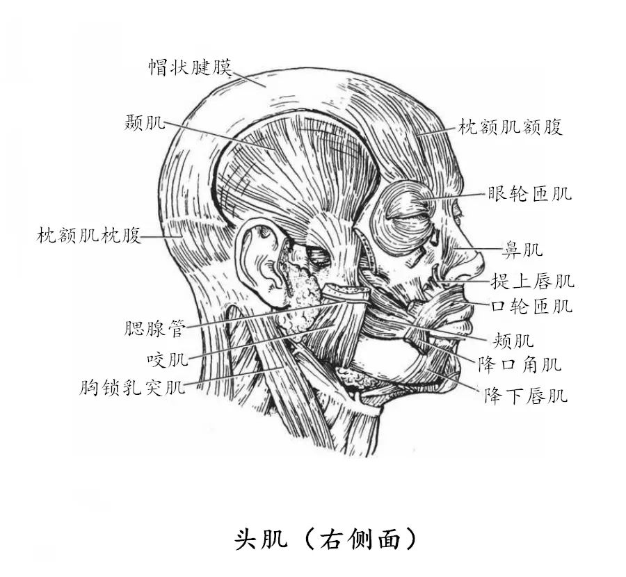 留言解读头部肌肉