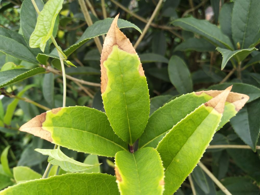 桂花叶片常见的病害图片