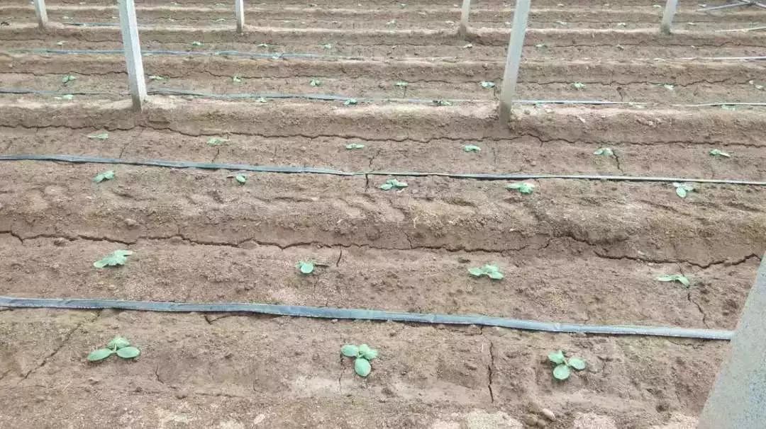 深冬茬西葫芦定植及缓苗期标准化管理