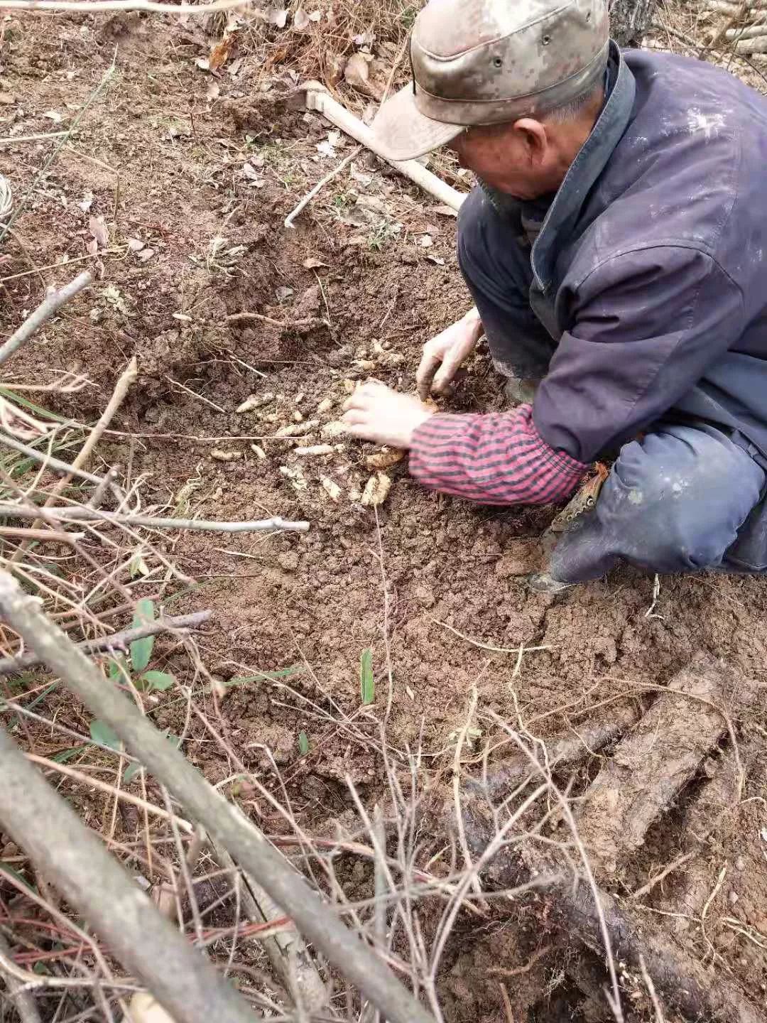 村致富带头人先进事迹怎么写范文(村致富带头人先进事迹怎么写范文图片)