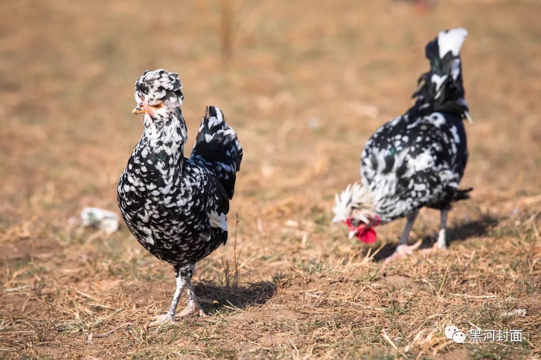 视频75骑马射箭自驾游黑河这个小部落竟藏着黑河马