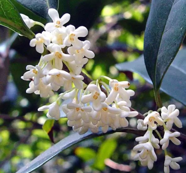 "梅园白"首次在梅园发现,被确认为世界上花色最白的桂花品种.