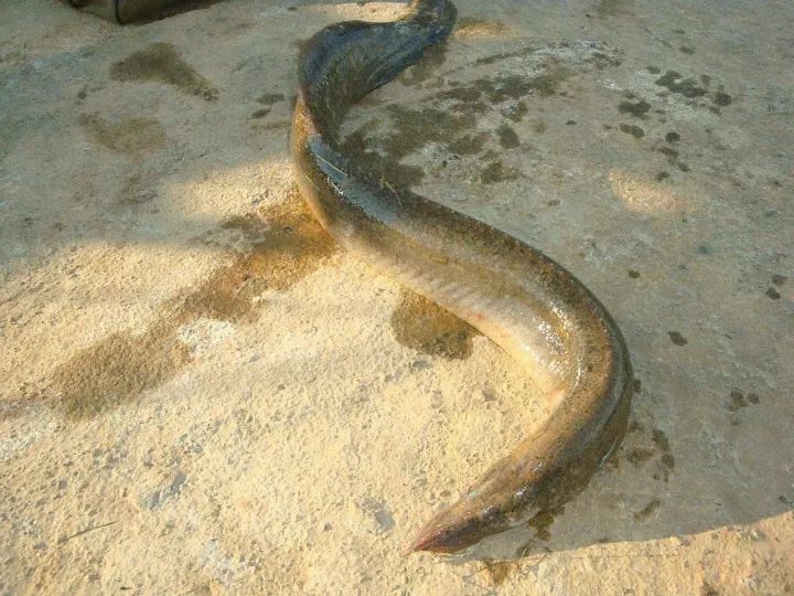 英德人这种鱼叫它辣锥卖到一百多一斤现在却越来越少见了