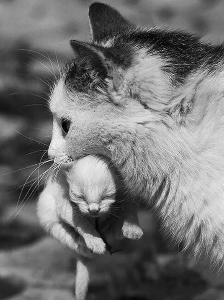 温暖瞬间34张动物父母抱娃组图天鹅护宝宝太可爱了