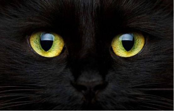 测试4只眼睛哪个是猫测出你身边深爱你的人到底是谁