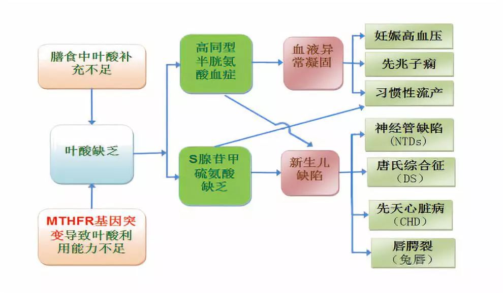 你叶酸代谢正常吗