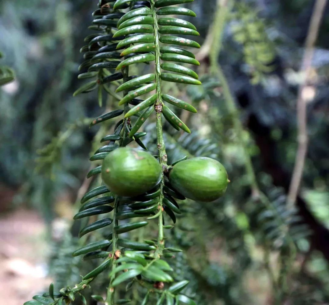 建德这里的香榧丰收啦但是现在有个难题快来支支招