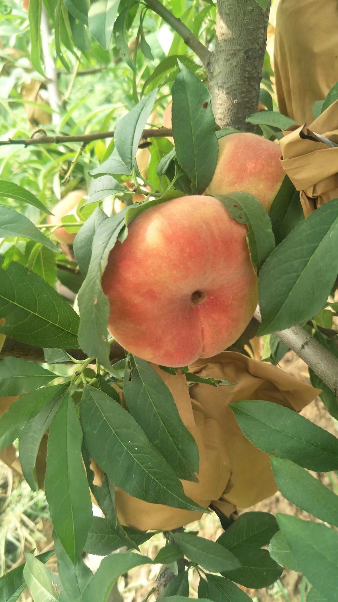 蟠桃树的优良品种中蟠桃11号