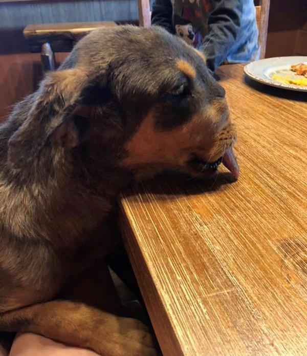 原创狗狗的嘴巴被炮仗炸伤手段残忍令人发指救援人员不忍细看