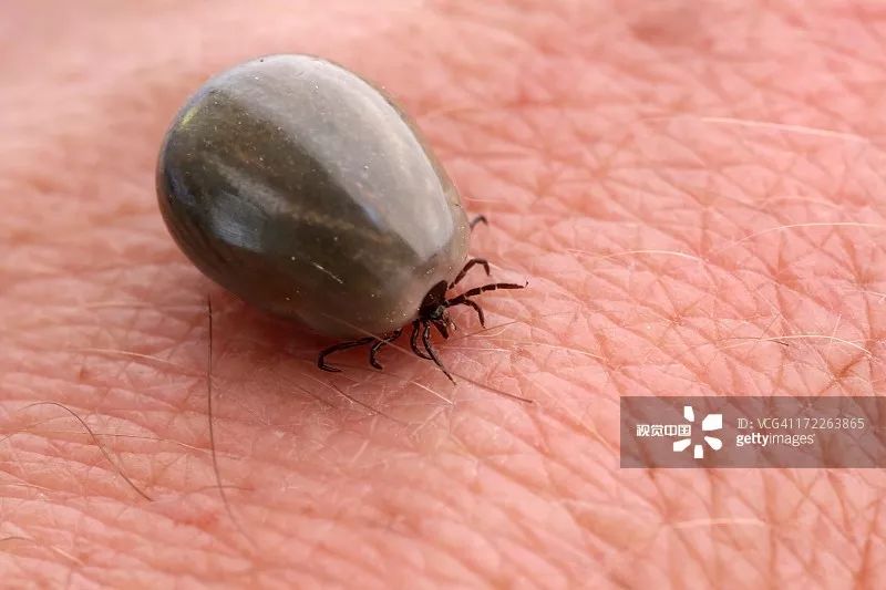 恙虫个头非常小,肉眼几乎看不见雨后初晴的几天,最好不要到草地上坐