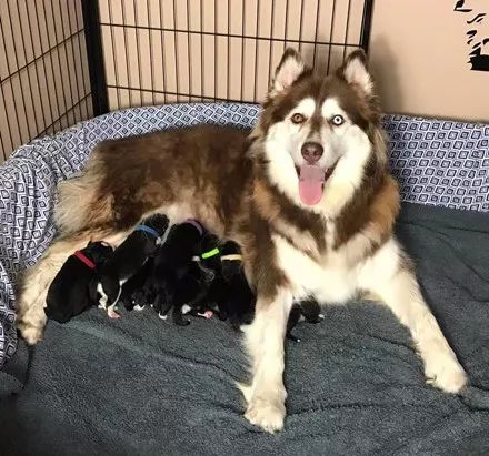 哈士奇生了10只宝宝,然而却没一只像它的,笑喷了!