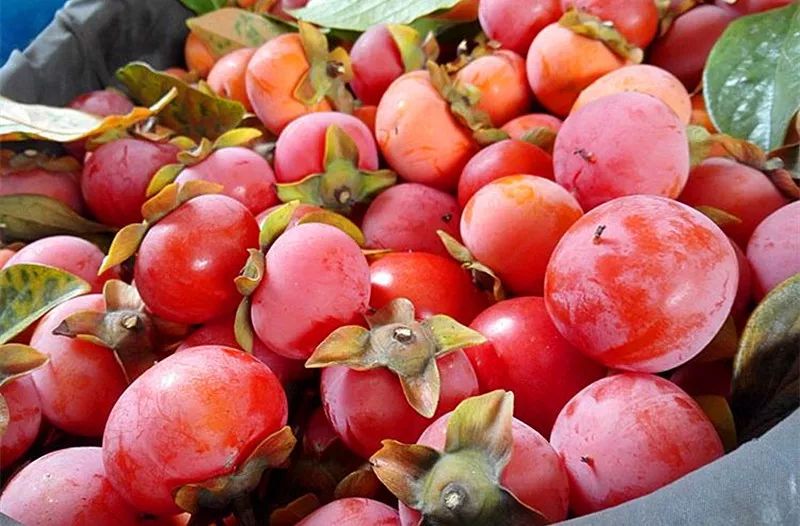 临潼火晶柿子丨来自《长安十二时辰》的甜蜜暴击~_果树枝