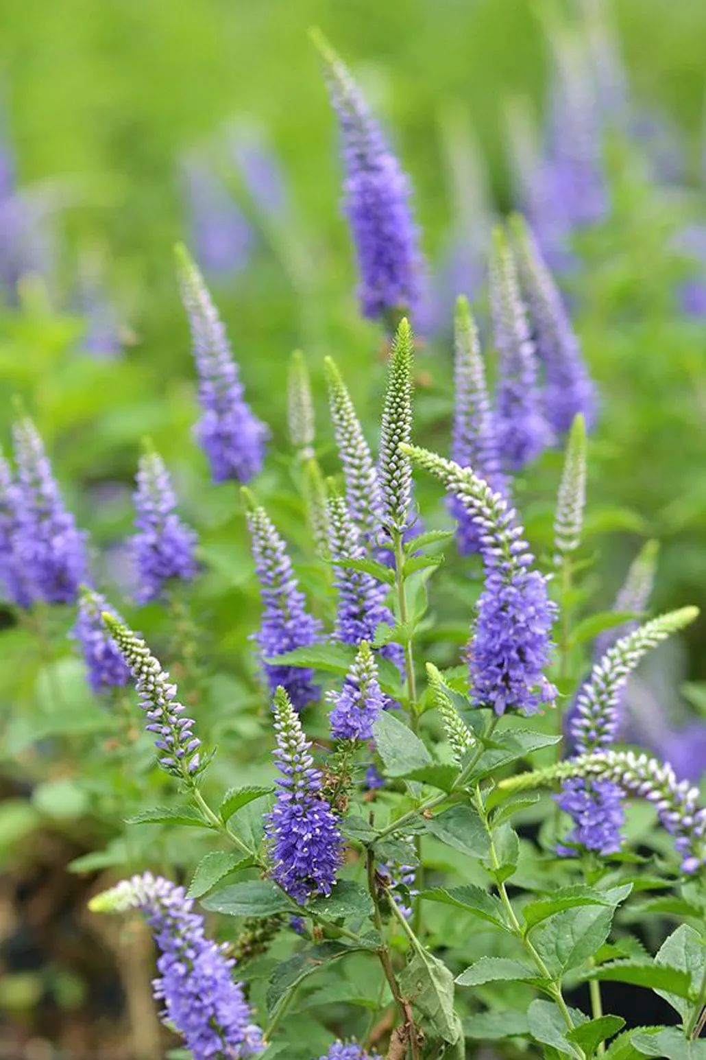 中世花卉好物精选丨"网红野花"穗花婆婆纳_紫色