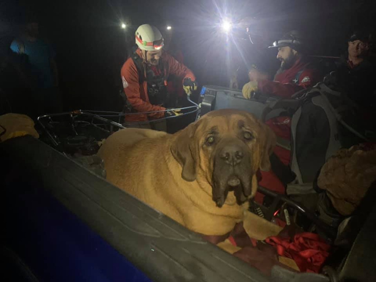 190磅獒犬登山后体力不支 救援队花4小时用贵宾待遇助它回家 Floyd