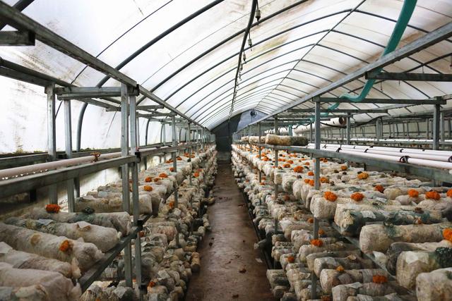 全国党刊看云南|光伏板下种香菇 集体群众两增收_种植