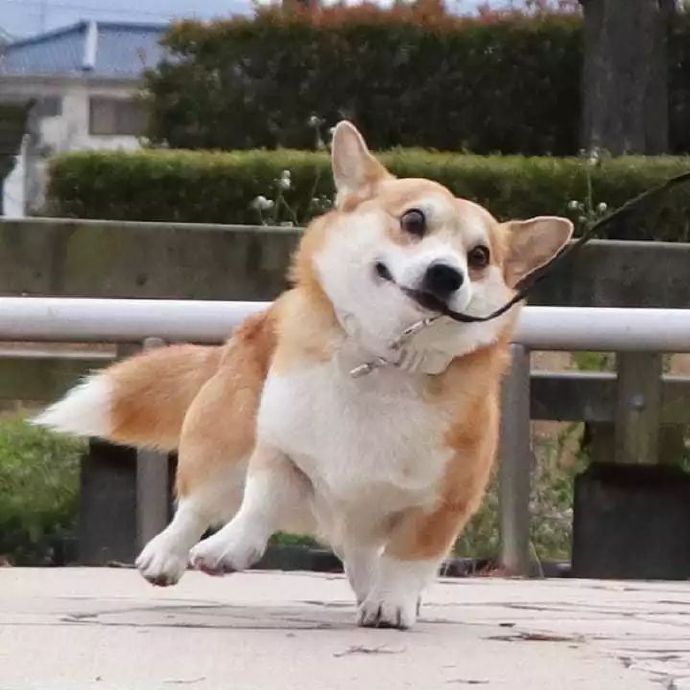 岛国网友家,放松惬意的柴柴