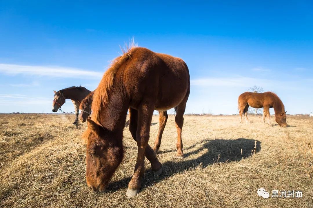 视频75骑马射箭自驾游黑河这个小部落竟藏着黑河马