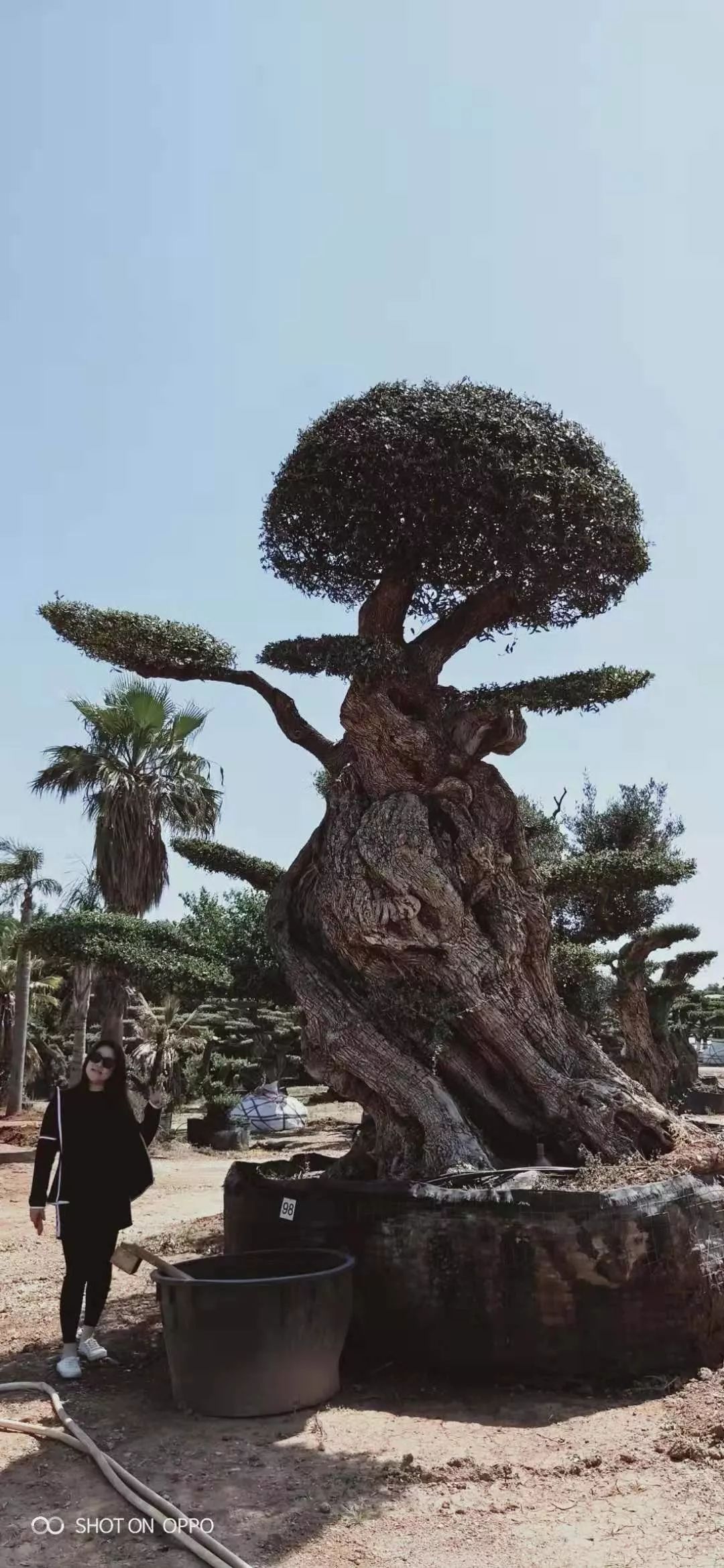 有橄榄的地方就是故乡他让西班牙千年橄榄树落户中国