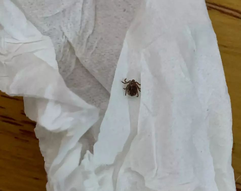 驱虫专场 | 从不出门的猫也会有寄生虫?这是真的