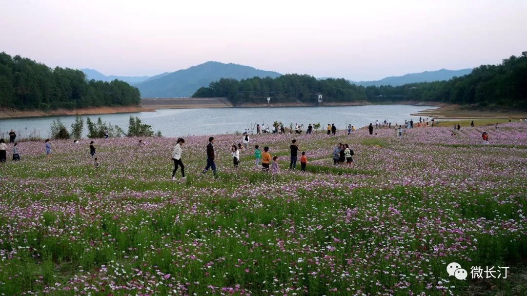 头条丨长汀大同镇红湖村大片格桑花悄然盛开花开成海醉游人