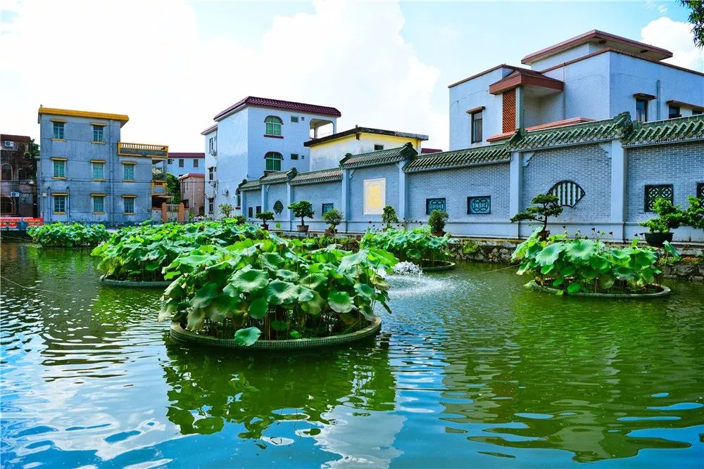 三乡网红"玻璃书屋"的秋景太美了!_桥头村